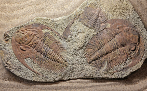 Trilobite paradoxides sp.