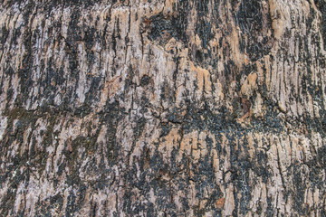 texture of bark wood