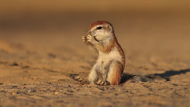 Small ground squirrel (Xerus inaurus) feeding, Kalahari desert, South Africa