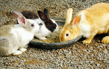 Group of rabbits eating food in the garden