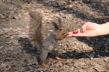 squirrel in the park, 2014