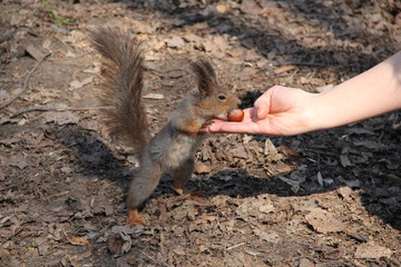 squirrel in the park, 2014