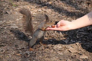 squirrel in the park, 2014