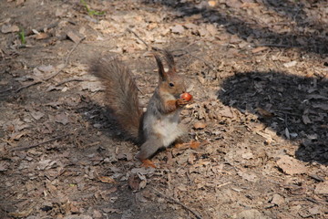 squirrel in the park, 2014