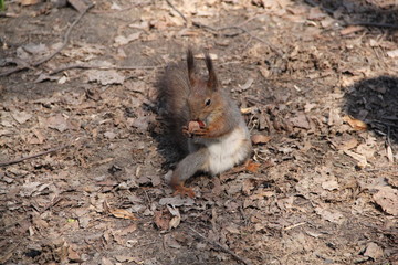 squirrel in the park, 2014