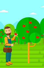 Obraz na płótnie Canvas Farmer collecting apples.