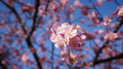 あたみ桜