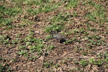 squirrel in the park, 2014