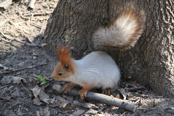 squirrel in the park, 2014