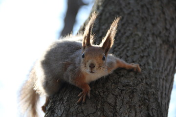 squirrel in the park, 2014