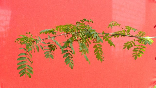 Close up of rowan tree branch swaying in breeze against red wall
