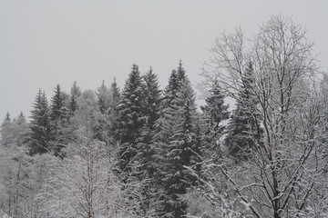 Frozen nature, Moscow, 2015