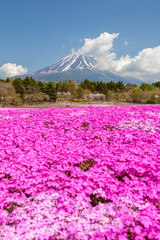 Mountain Fuji and pink moss field in spring season
