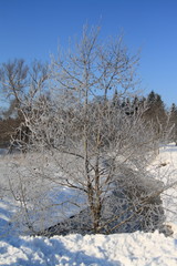 Frozen nature, Moscow, 2015