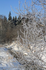 Frozen nature, Moscow, 2015