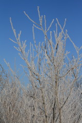 Frozen nature, Moscow, 2015