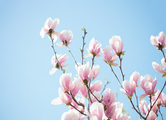 Fototapeta na wymiar Beautiful light pink magnolia flowers on blue sky background. Shallow DOF