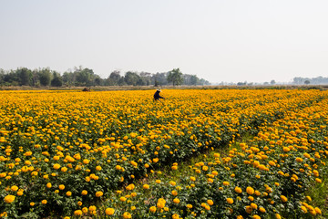 Marigold field
