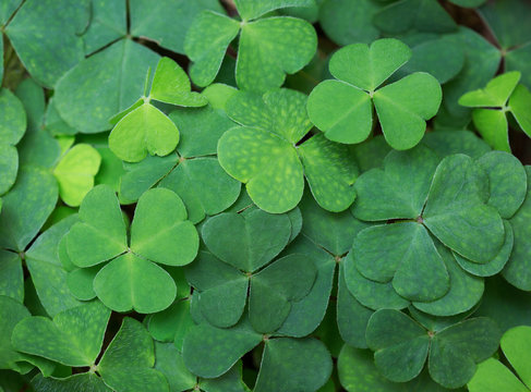 Clover background. Green background with three-leaved shamrocks. St.Patrick's day holiday symbol.