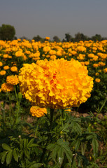 Marigold field