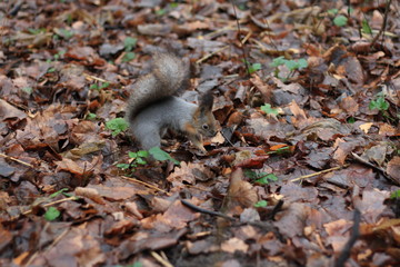 squirrel in the park, 2014