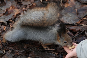 squirrel in the park, 2014