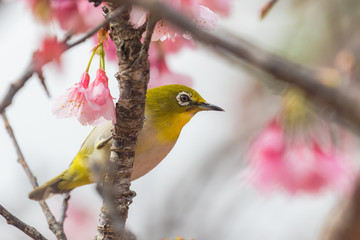 桜の花とメジロ