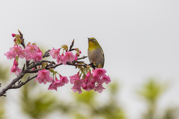 桜の花とメジロ