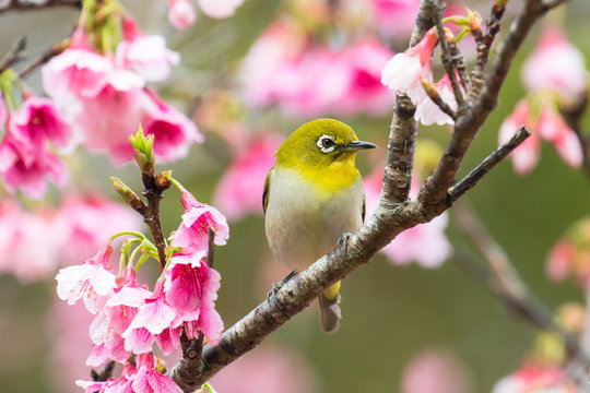 メジロ」の写真素材 | 18,899件の無料イラスト画像 | Adobe Stock