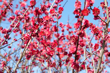 Pink blossom sukura flowers on a spring day in Japan.