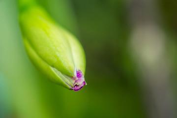 close up of Orchid buds