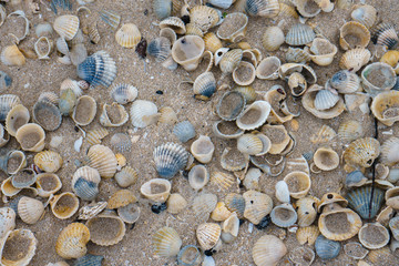 close up image of seashells on the beach.