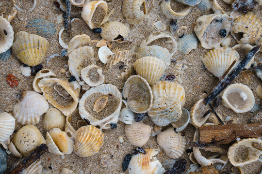 close up image of seashells on the beach.