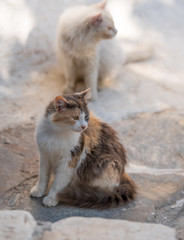portrait of two cats siting on stone street and looks in one direction .Soft white vignetting around them