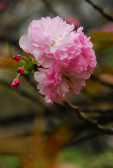 The beautiful blooming sakura flowers in garden