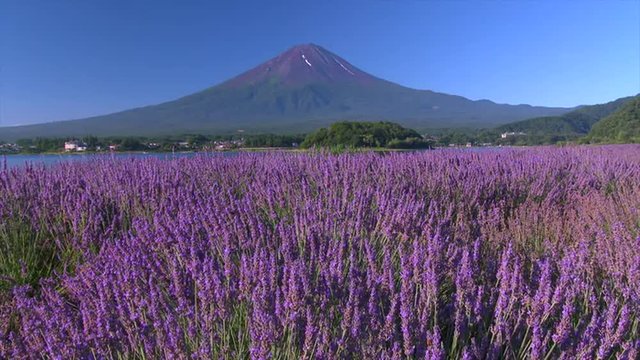 富士山とラベンダー　河口湖大石公園