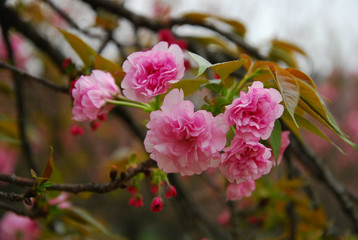 Fototapeta premium Beautiful blooming sakura flowers in garden 