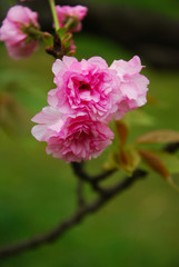 Beautiful blooming sakura flowers in garden

