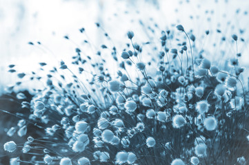 Blooming cotton grass in  swamp misty morning