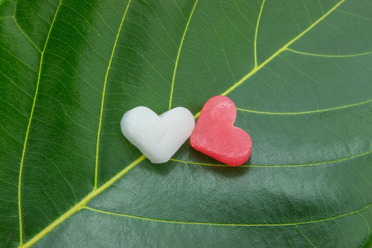 Heart-shaped on Leaves
