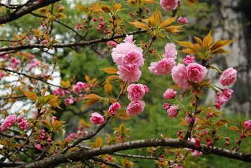 Obraz na płótnie Canvas Beautiful blooming sakura flowers in garden 