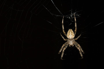 Night Spider