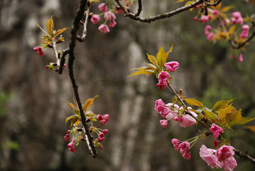 Beautiful blooming sakura flowers in garden
