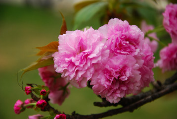 Beautiful blooming sakura flowers in garden
