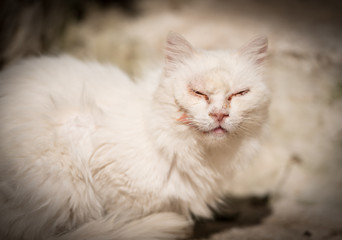 Naklejka na ściany i meble Tomcat.portrait of white male cat with cut cheek after brawl siting on stone street with eyes closed and gum around them .Vignetting around him