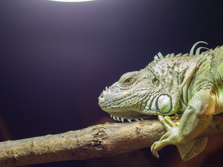 Close-up of a green iguana resting