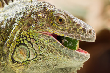 Close-up of a green iguana resting