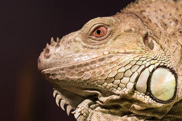 Fototapeta premium Close-up of a green iguana resting