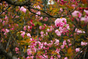 Beautiful blooming sakura flowers in garden
