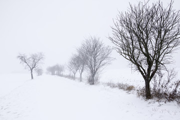 Fototapeta na wymiar zugeschneite Strasse im Winter mit Bäumen